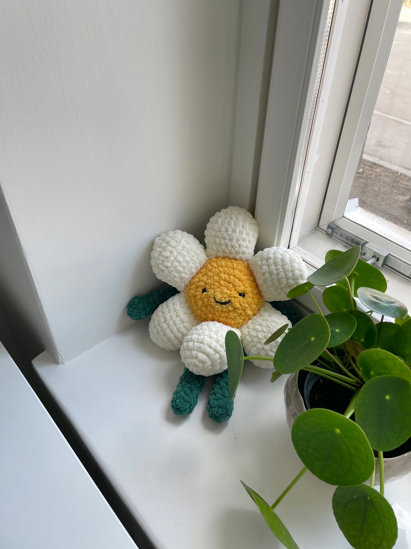 Daisy